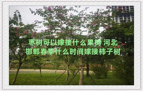 枣树可以嫁接什么果树 河北邯郸春季什么时间嫁接柿子树